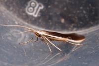 Coleophora albella