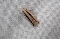 Mirificarma interrupta