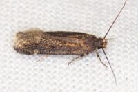 Aroga velocella