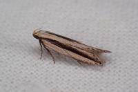 Mirificarma interrupta