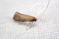 Nematopogon adansoniella