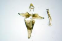 Nematopogon adansoniella