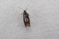 Epinotia immundana