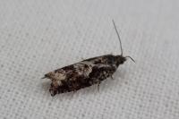 Epinotia immundana
