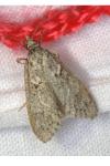 Diurnea fagella