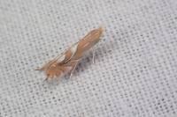 Phyllonorycter endryella