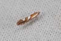 Phyllonorycter oxyacanthae