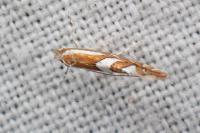 Phyllonorycter oxyacanthae