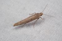 Ypsolopha ustella
