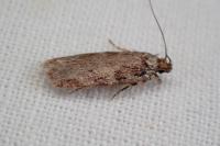 Depressaria ululana