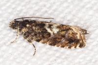 Pammene argyrana