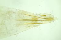 Monopis crocicapitella
