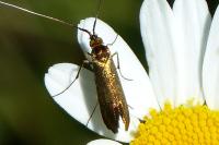 Nemophora metallica