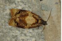 Ditula angustiorana