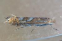 Phyllonorycter endryella