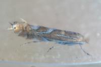 Phyllonorycter endryella