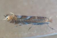 Phyllonorycter endryella