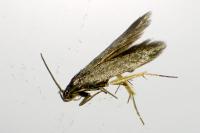 Coleophora lutarea