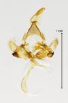 Coleophora lutarea