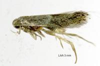 Elachista freyerella