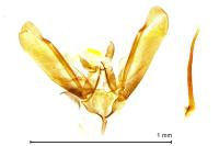 Elachista freyerella