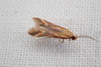 Metzneria aprilella
