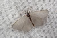 Rebelia plumella surientella