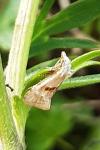 Cochylimorpha straminea