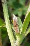 Cochylimorpha straminea