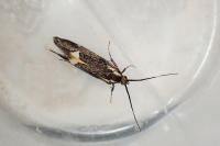 Esperia sulphurella