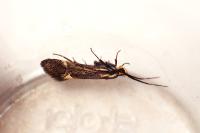 Esperia sulphurella