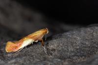 Caloptilia robustella