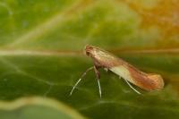 Caloptilia robustella