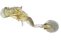 Caloptilia robustella