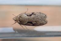 Semioscopis steinkellneriana