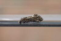 Dyseriocrania subpurpurella