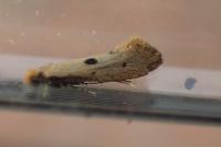 Tinea trinotella