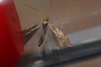 Phyllonorycter quercifoliella