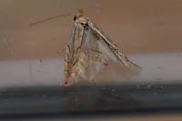 Phyllonorycter quercifoliella