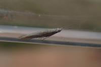 Coleophora