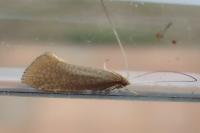 Nematopogon