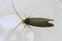 Incurvaria koerneriella