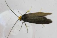 Incurvaria koerneriella