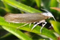 Argyresthia arceuthina