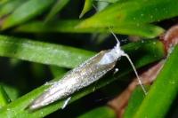 Argyresthia arceuthina