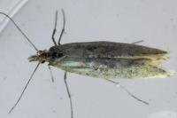 Ypsolopha ustella
