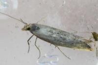 Ypsolopha ustella