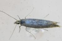 Ypsolopha ustella