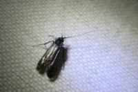 Adela reaumurella