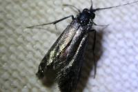 Adela reaumurella